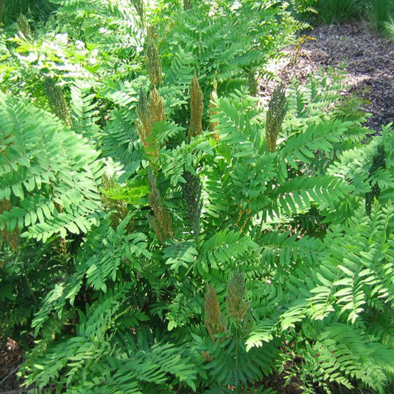 6 x osmonde royale - osmunda regalis - godet 9cm x 9cm