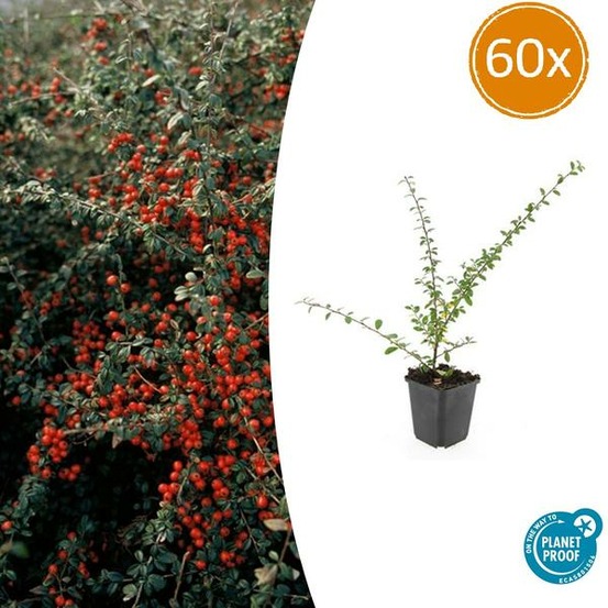 Cotonéaster de dammer 'coral beauty' x60 – entre 3,75 et 5m2