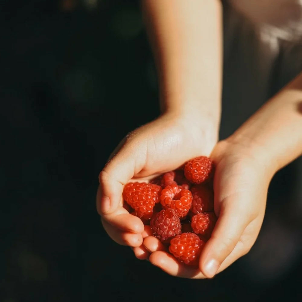 Framboisier magnific delbard® 'delmes' pot de 5l - touffe