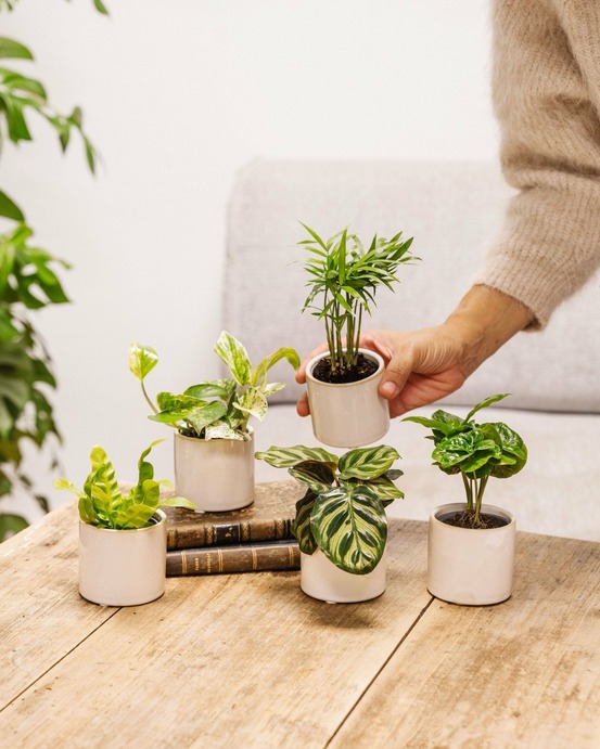 Coffret baby plantes 27cm - plante d'intérieur