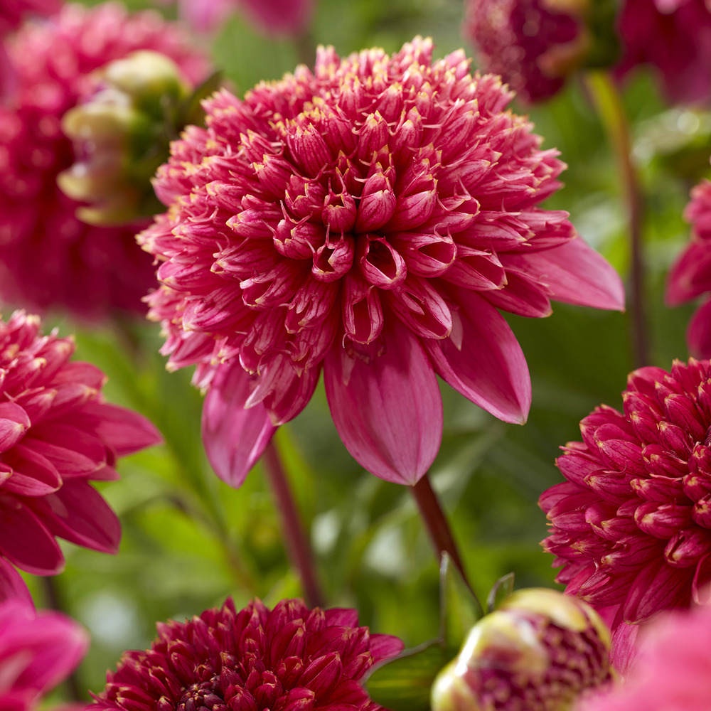 Dahlia anémone 'alysia' bulbe calibre i