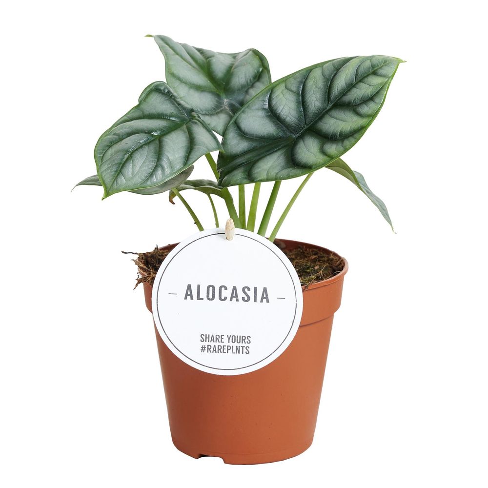 Alocasia silver dragon - ø12cm - ↕25cm - plantes d'intérieur