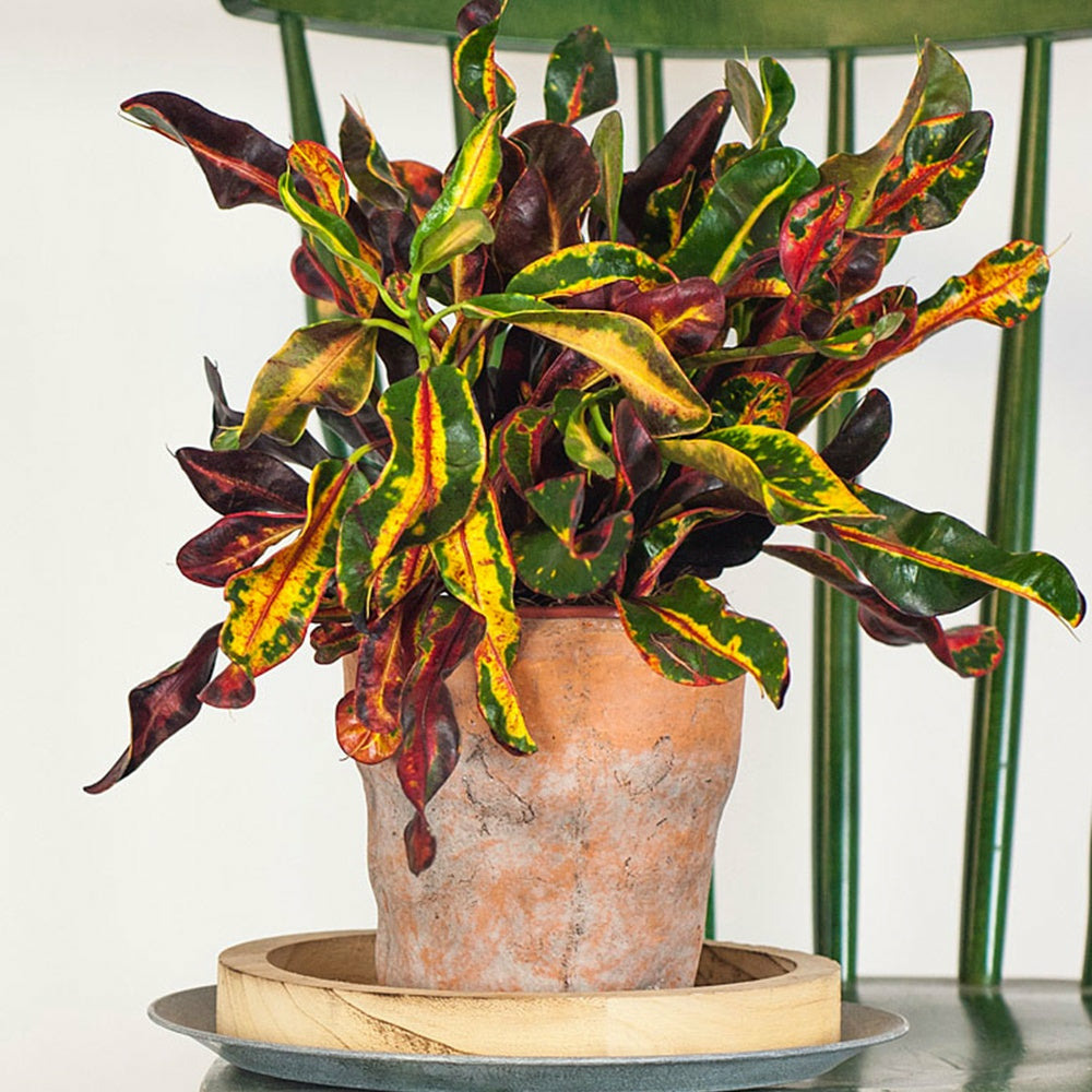 Croton mammi - le pot / ø 12cm / hauteur livrée 30-40cm