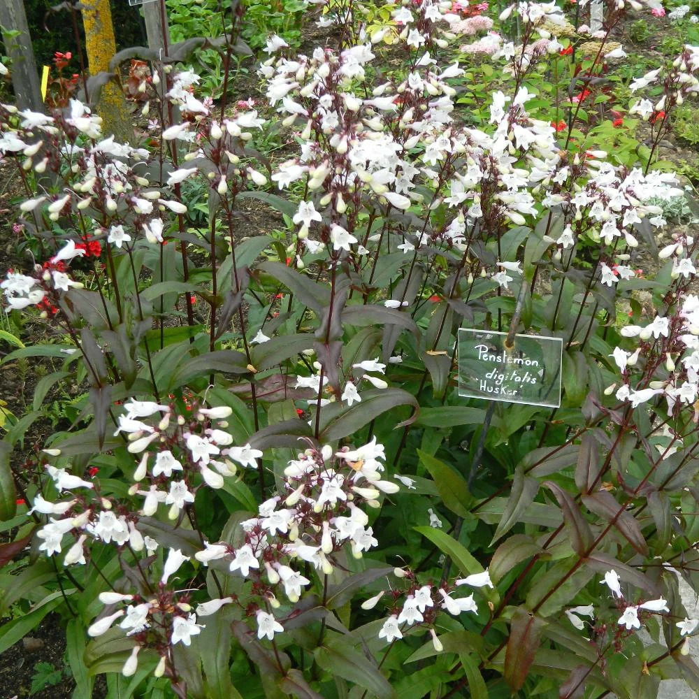 Penstemon husker red lot de 9 godets