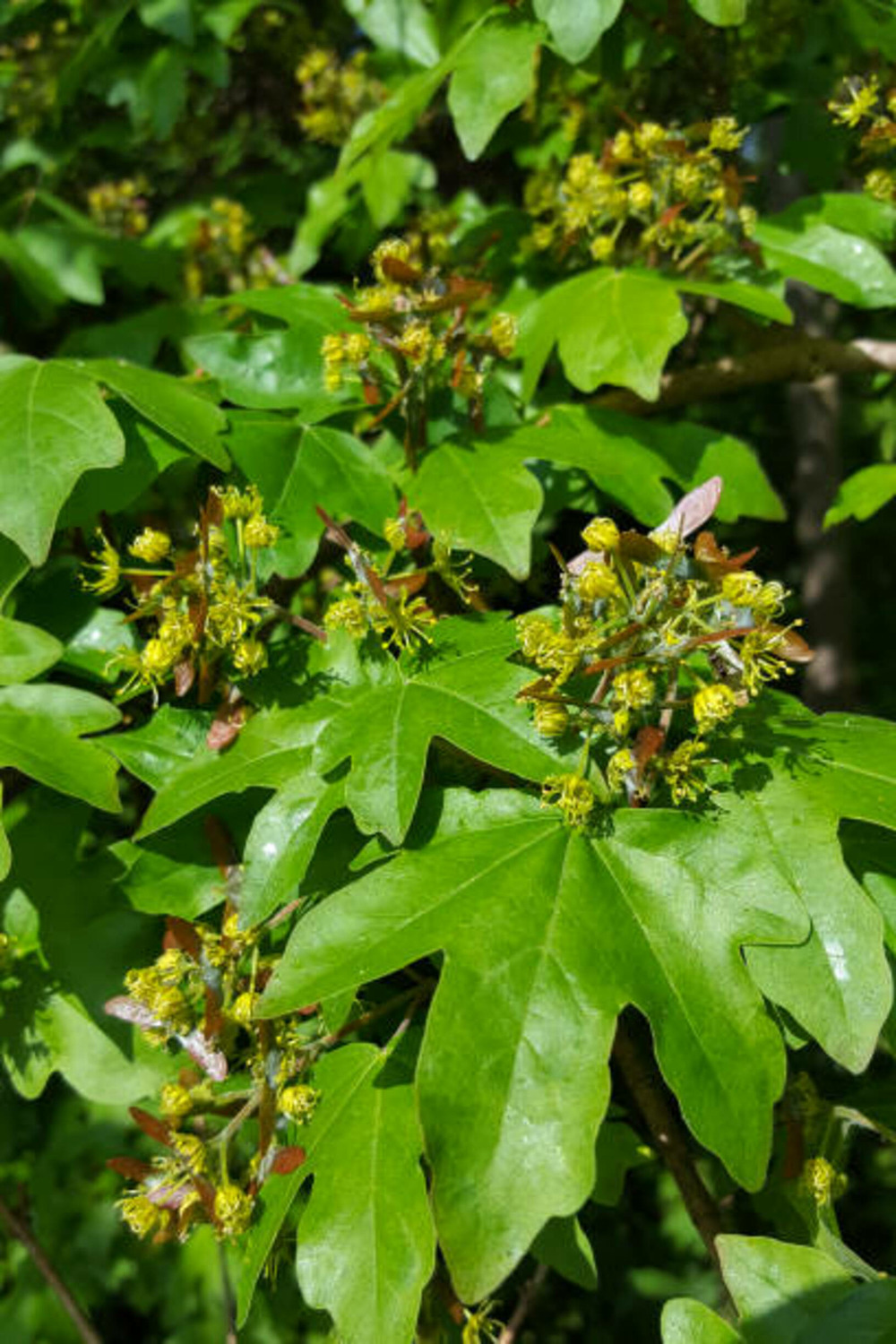 Acer campestre lienco c15l baliveau 150/250 cm (hors pot)