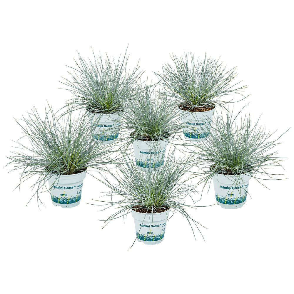 Lot de 6 - festuca glauca compacta blue - fétuque bleue - hauteur 20-30 cm - pot 10,5 cm