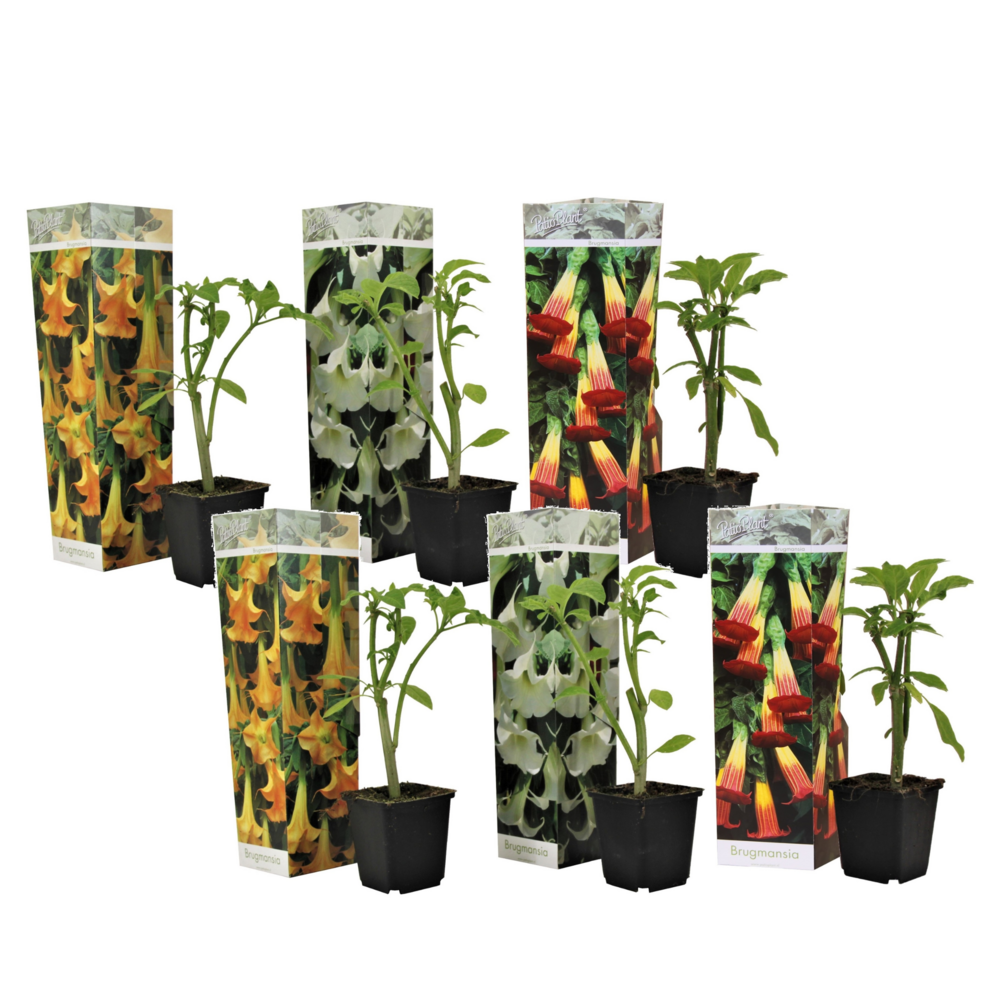 Trompette des anges - set de 6 - brugmansia - hauteur 25-40cm - ⌀9cm