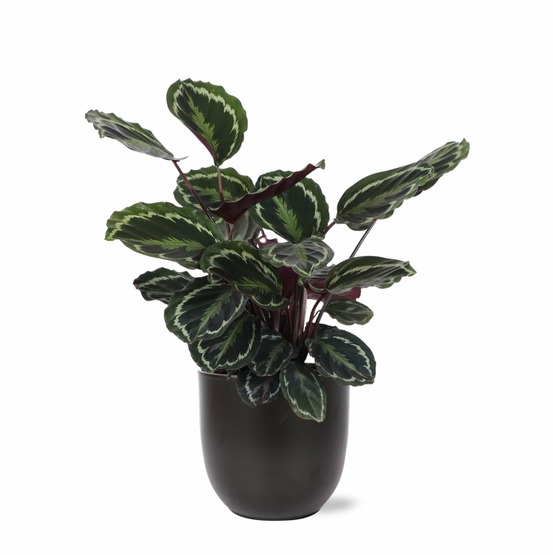 Calathea medallion et son pot anthracite - hauteur 70cm