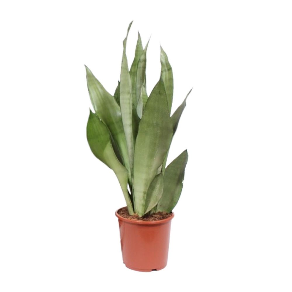 Sansevieria moonshine - ø17cm - ↕60cm - plantes d'intérieur