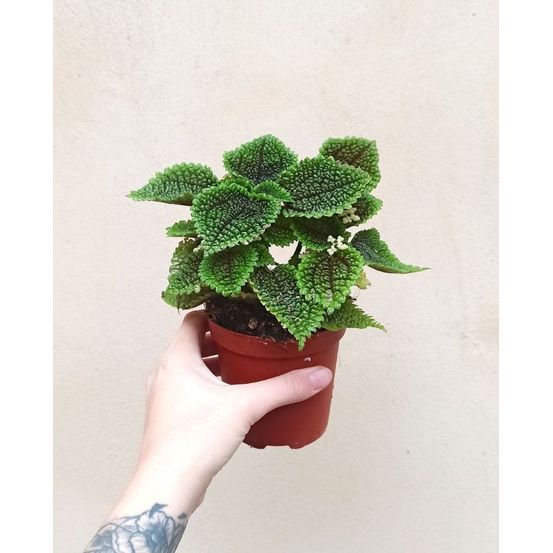 Pilea involucrata moon valley medium d. 9cm h. 10cm - plante d'intérieur