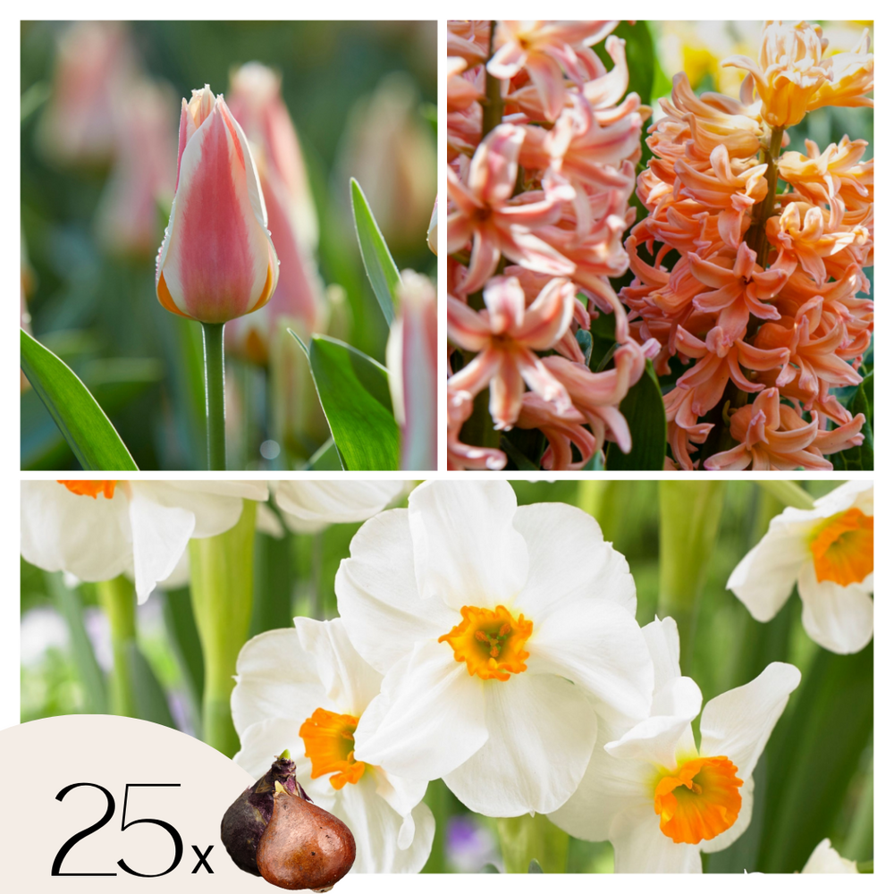 Mélange de bulbes pour le jardin - set de 25 - narcissus, tulipa, hyacinthus