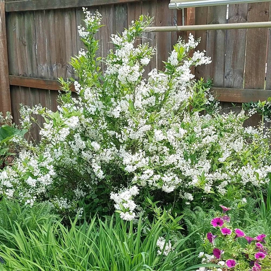 Deutzie gracilis, deutzia pot de 3l - 20/40 cm