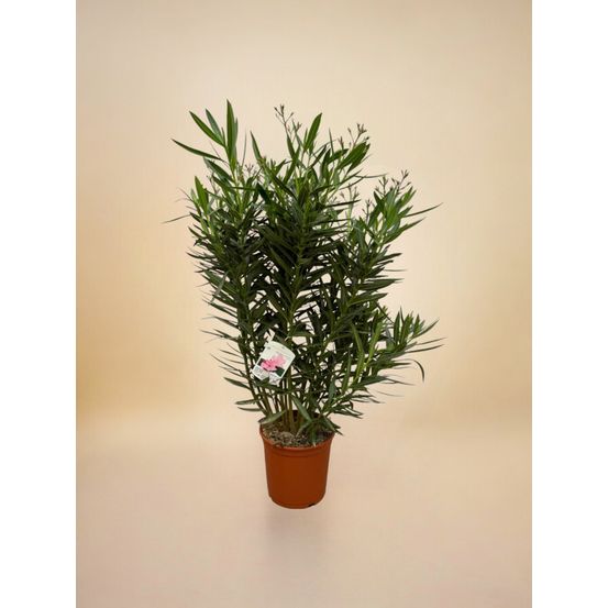 Laurier-rose (nerium oleander) 'blanc'