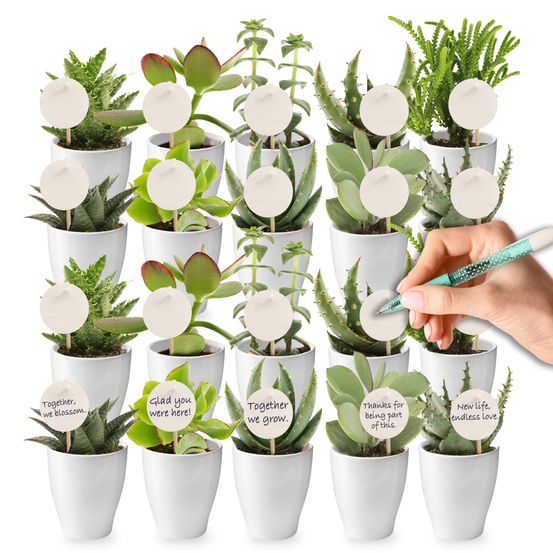 Mini-succulentes, lot de 20, 6 cm - cadeaux de remerciement pour un mariage