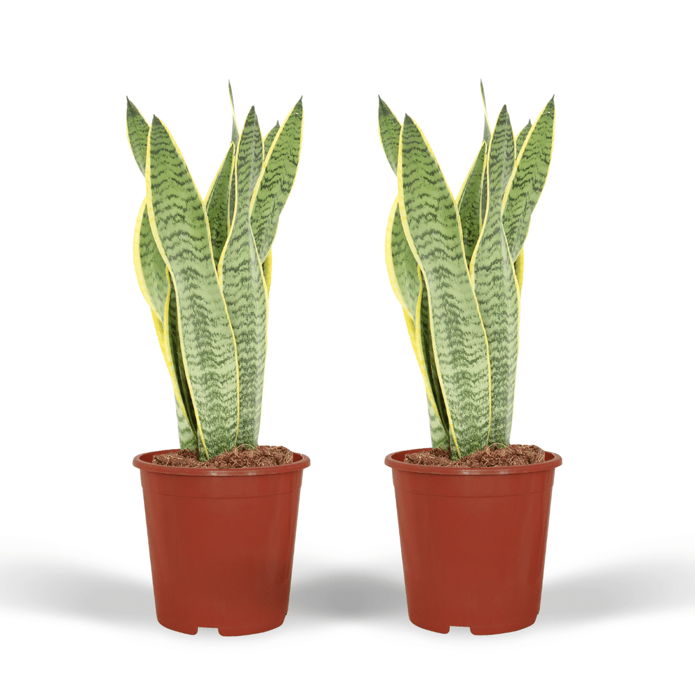 Lot de 2 sansevieria laurentii - pot de 14cm - hauteur 40cm - lot de 2 - plantes d'intérieur