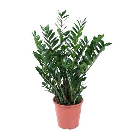 Zamioculcas - 100cm ⌀21-24cm - h90 cm - ø21 cm