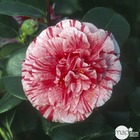 Camellia japonica 'comte de gomer':2 litres (rose clair)