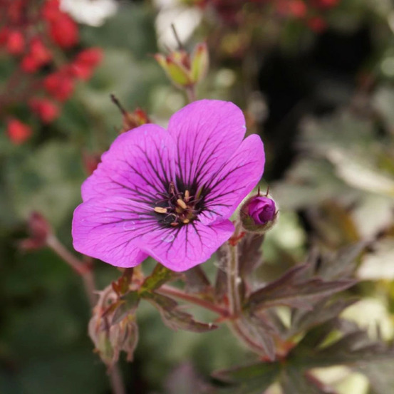 Géranium vivace dark eyes godet