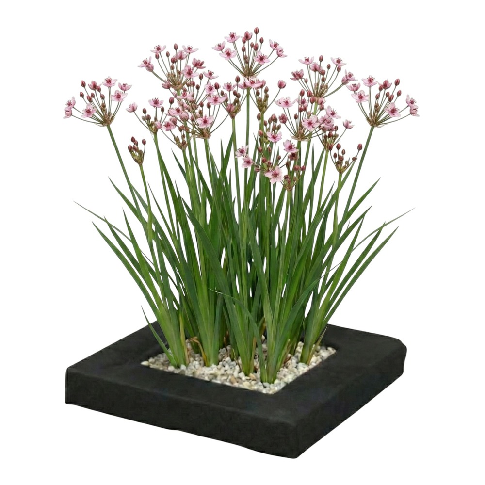 Îlot végétal pour bassin butomus umbellatus lot de 4 plantes