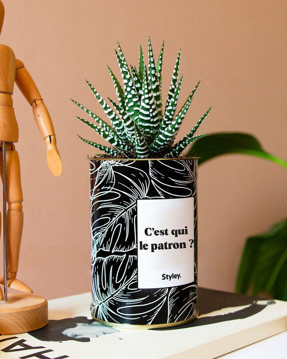 Plante facile à entretenir - c'est qui le patron ? - cactus