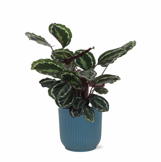 Calathea medallion et son pot relief bleu - hauteur 70cm