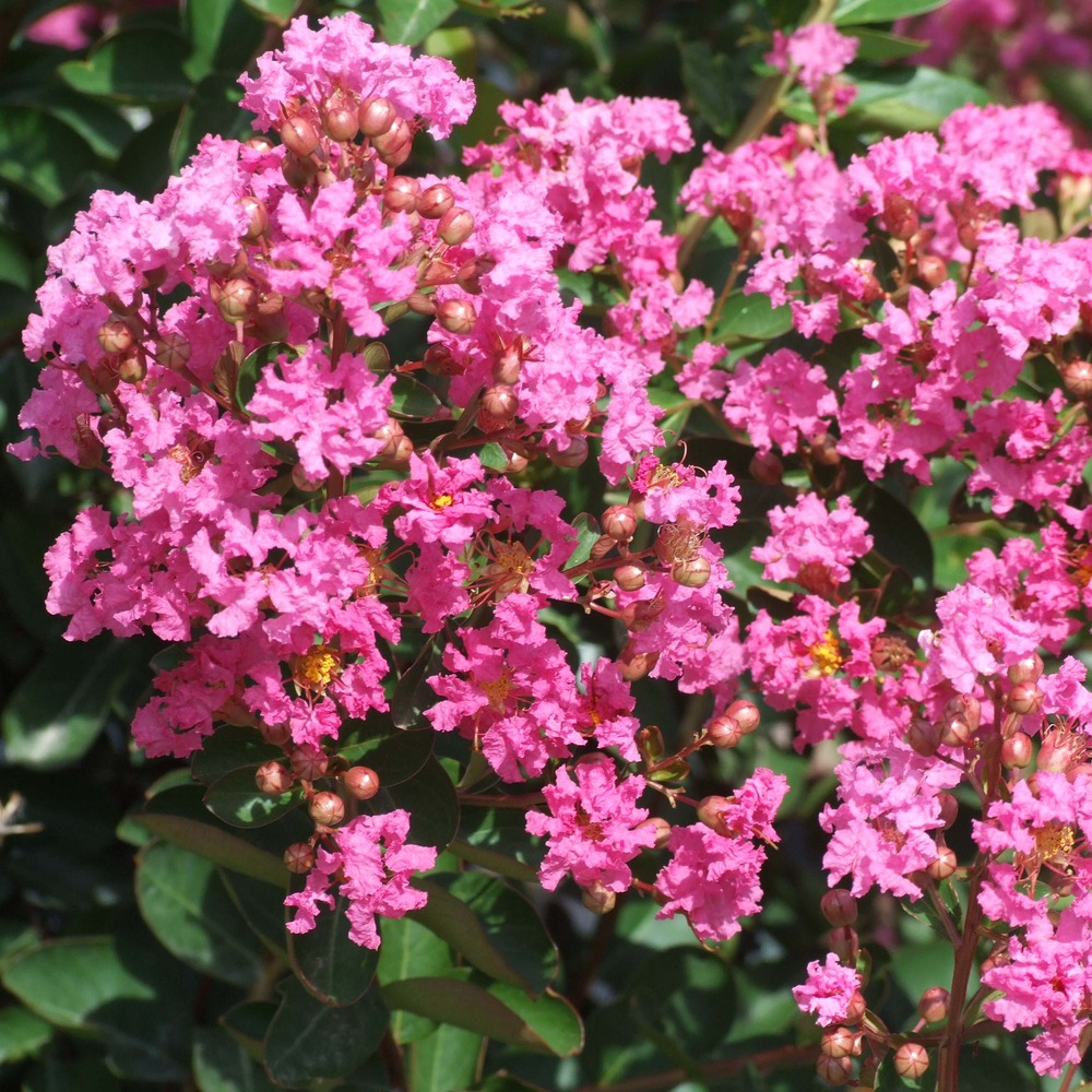 Lilas des indes 'rose indien' pot de 3l/4l