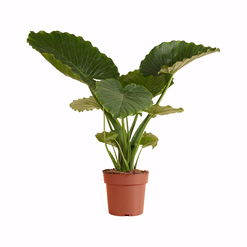 Alocasia gageana ‘california’ - oreille d’éléphant - 60-80 cm - pot 21 cm