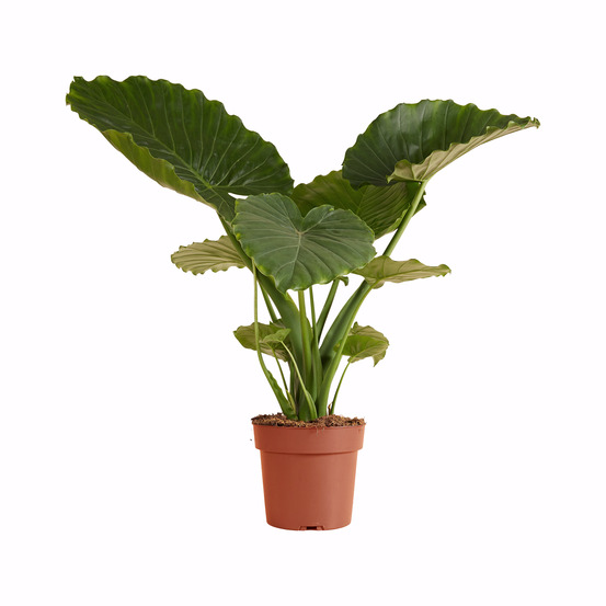Alocasia gageana ‘california’ - oreille d’éléphant - 60-80 cm - pot 21 cm