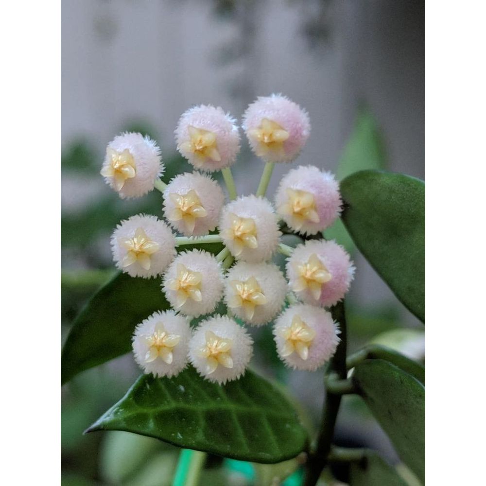 Hoya lacunosa mint