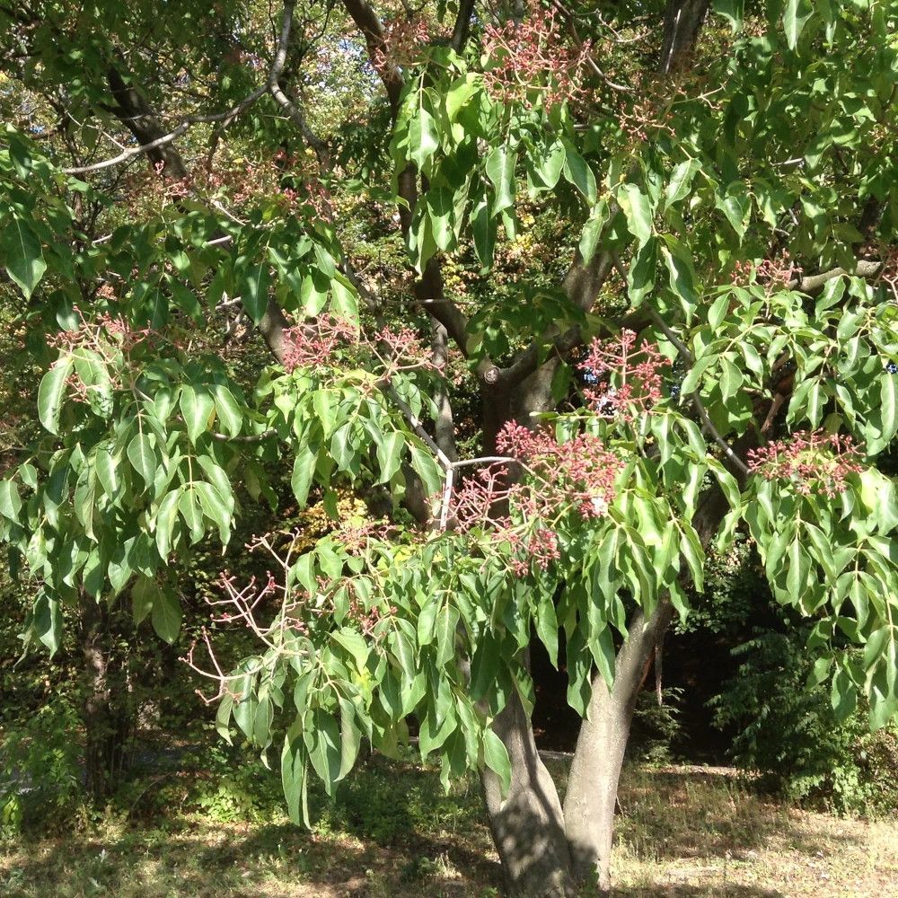 Arbre à miel, euodia danielii, tedradium daniellii pot de 5l