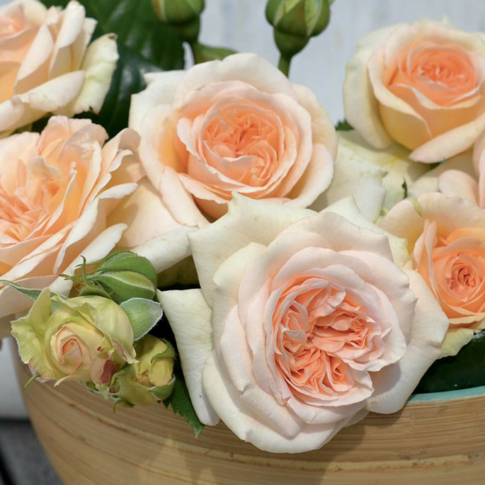 Rosier arbustif voluptia® amber™ 'noa1112130' pot de 3l - 30/60 cm