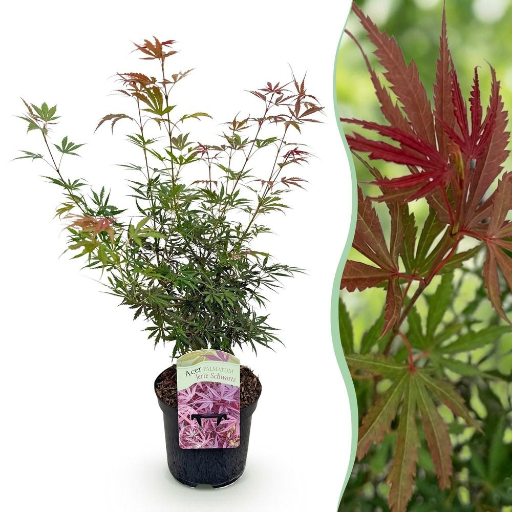 Érable du japon 'jerre schwartz' - pot 19 cm - hauteur 70 cm