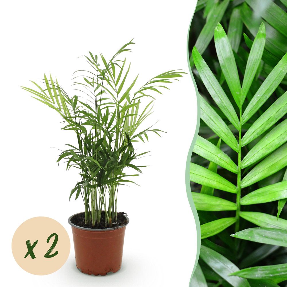 Chamaedorea elegans - palm d'or - lot de 2 plantes - pot de 12cm - hauteur 35-40cm - plantes d'intérieur