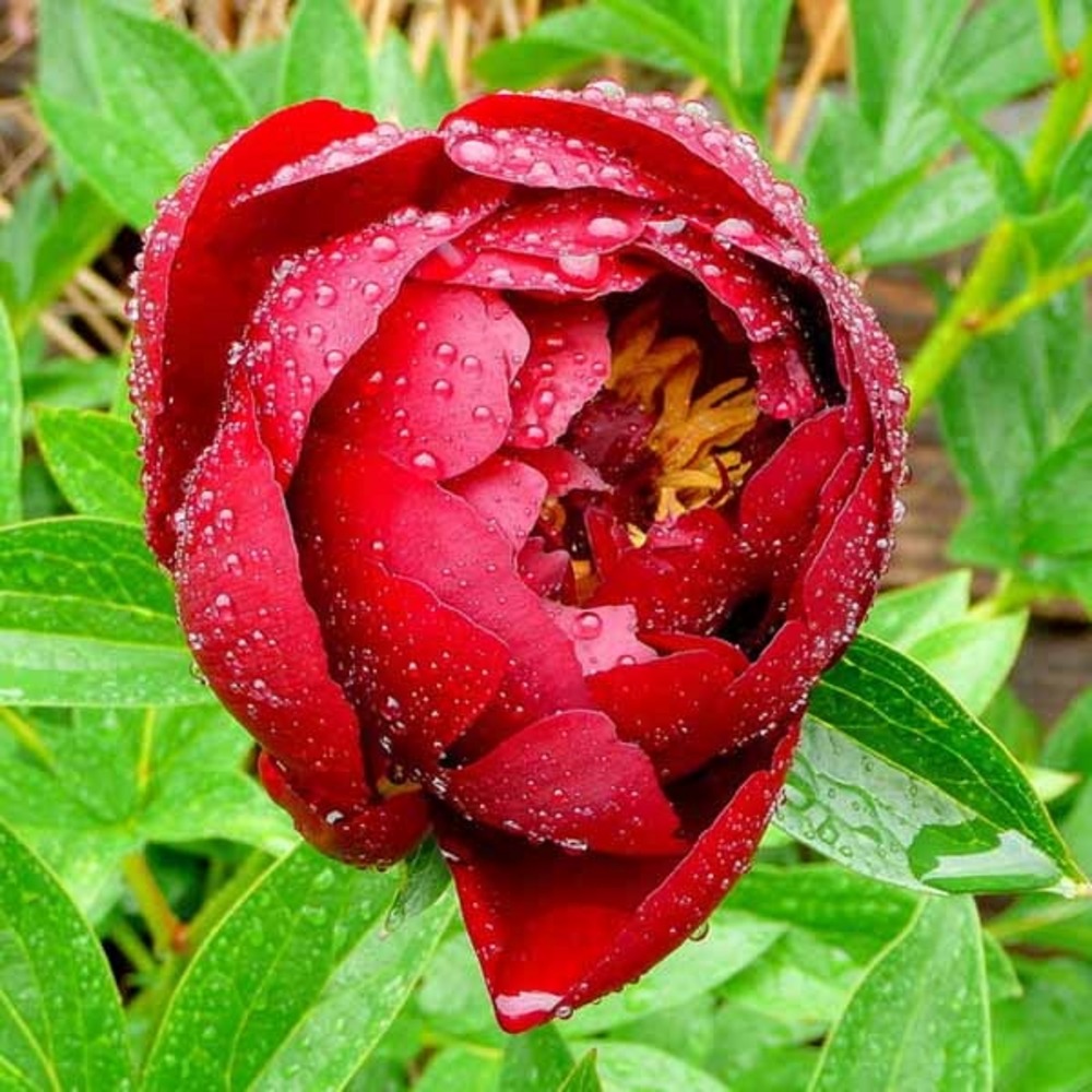 Pivoine 'buckeye belle' souche 3/5 yeux