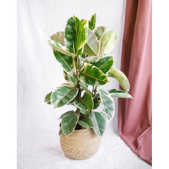 Ficus elastica tineke 3pp p27