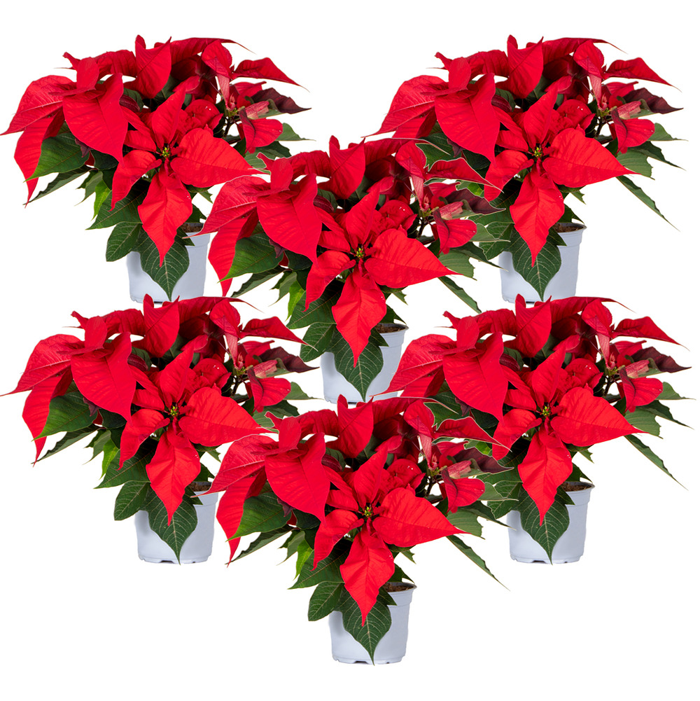 Fleurs de noël - poinsettia - plante d'appartement - rouge - par 6 pièces - ⌀10,5 cm - ↕ 35 cm