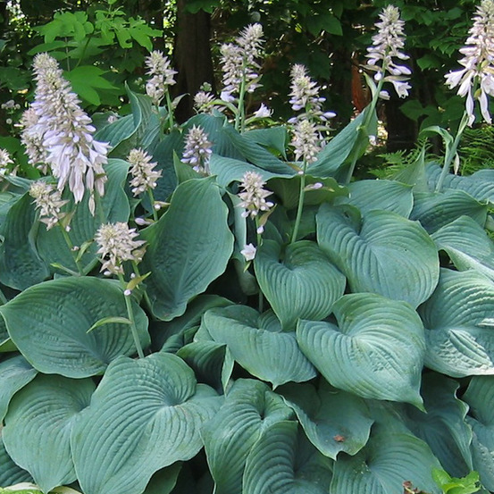 6 x hosta 'blue angel' - hosta 'blue angel' - godet 9cm x 9cm