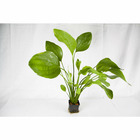 Plante aquatique : Echinodorus Grandifolius XL en pot