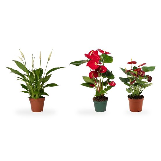 Trio anthurium rouge & spathiphyllum — anthurium red, anthurium calon & spathiphyllum bingo cupido