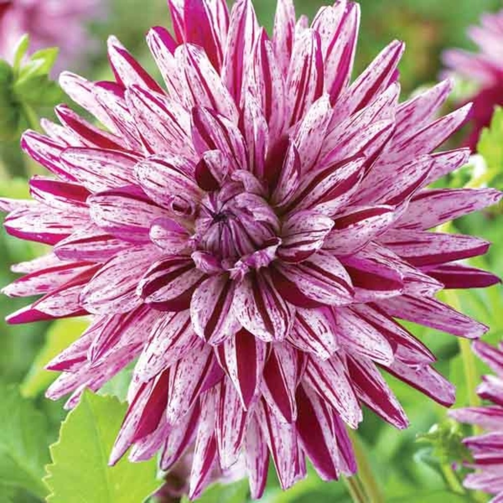 Dahlia semi-cactus 'blackberry ripple' bulbe calibre i