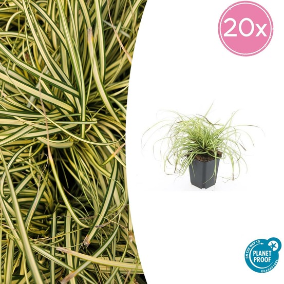 Carex laîche oshim. 'evergold' x20 – entre 1,25 et 1,67m2