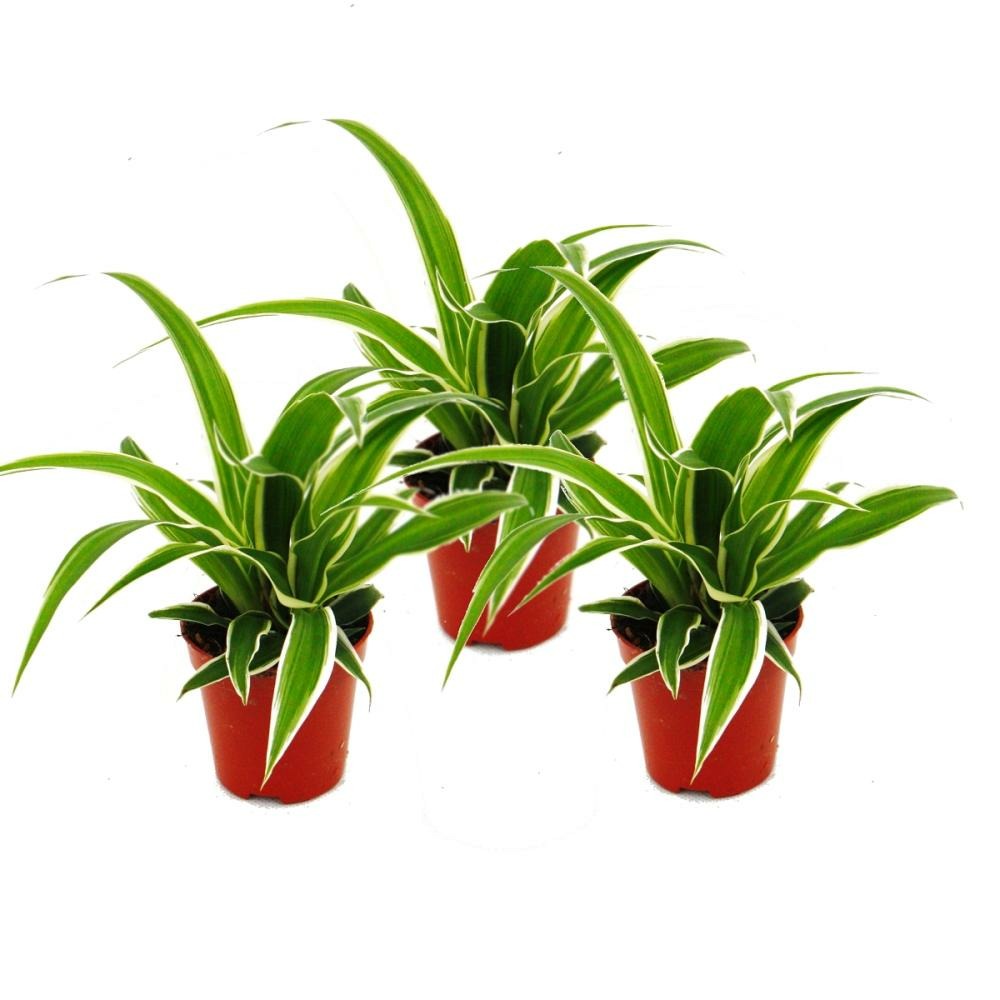 Chlorophytum mini, lot de 3, lis vert