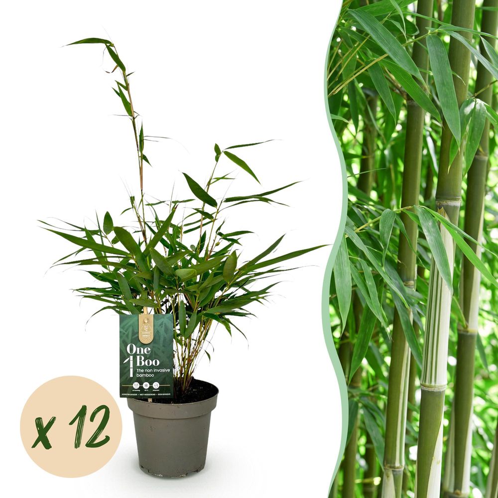 Bambou fargesia pingwu - lot de 12 - pot 14 cm - hauteur 35 cm