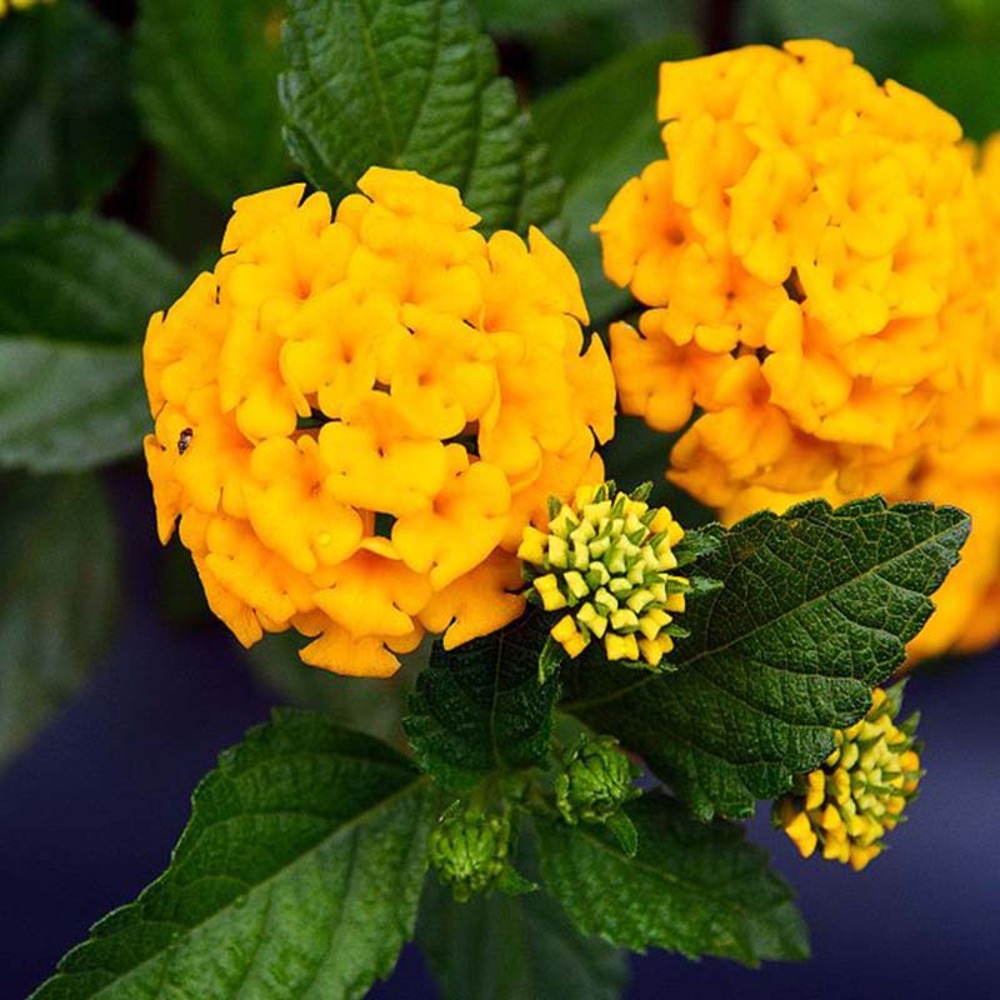 Lantana 'chapel hill yellow' pot de 2l/3l
