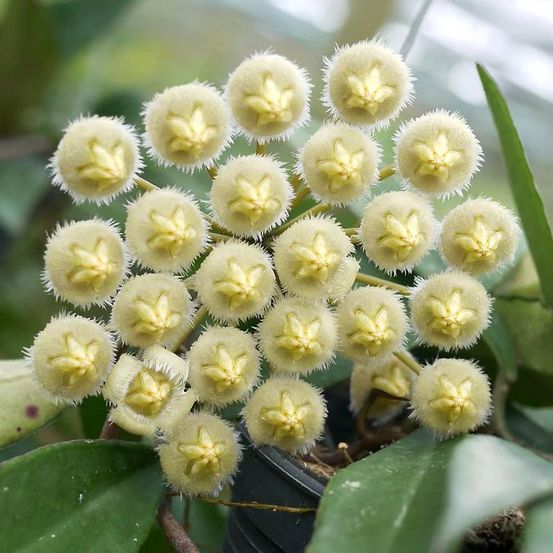 Hoya mirabilis - pot de 6cm - plantes d'intérieur