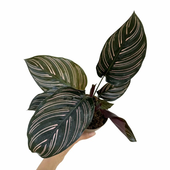Calathea ornata - pot de 11cm
