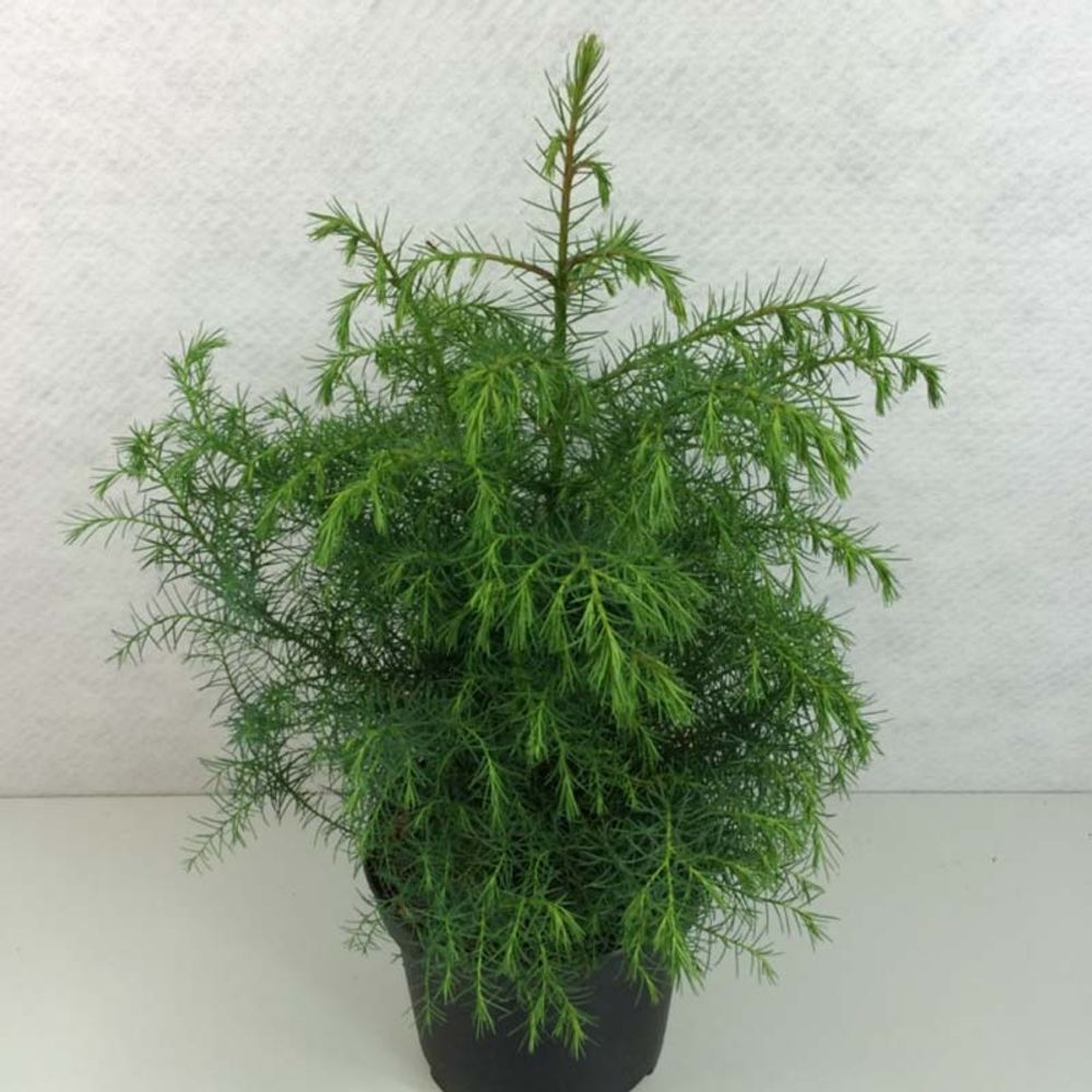Cèdre du japon 'elegans viridis' pot de 2l/3l