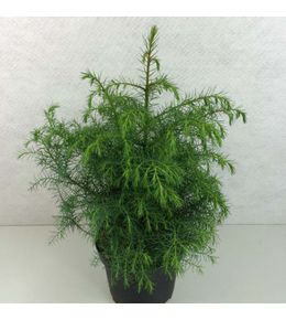 Cèdre du japon 'elegans viridis' pot de 2l/3l