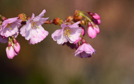 Prunus subhirtella autumnalis rosea - pot 20 l