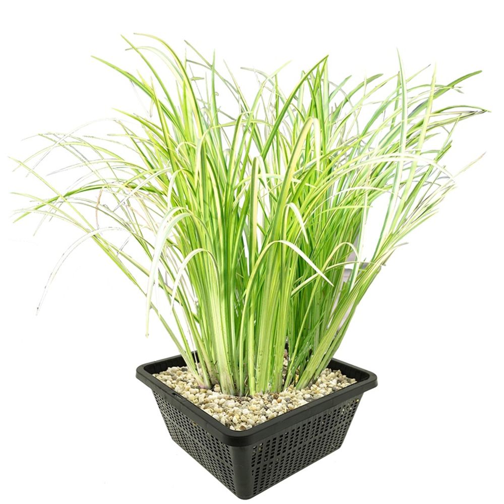 Kalmoes acorus calamus variegatus vijverplant - 4 planten set met mand & klei